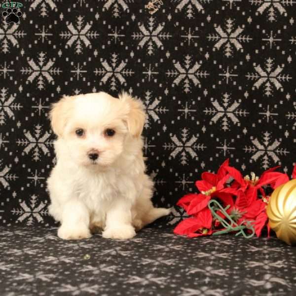 Rosie, Maltipoo Puppy